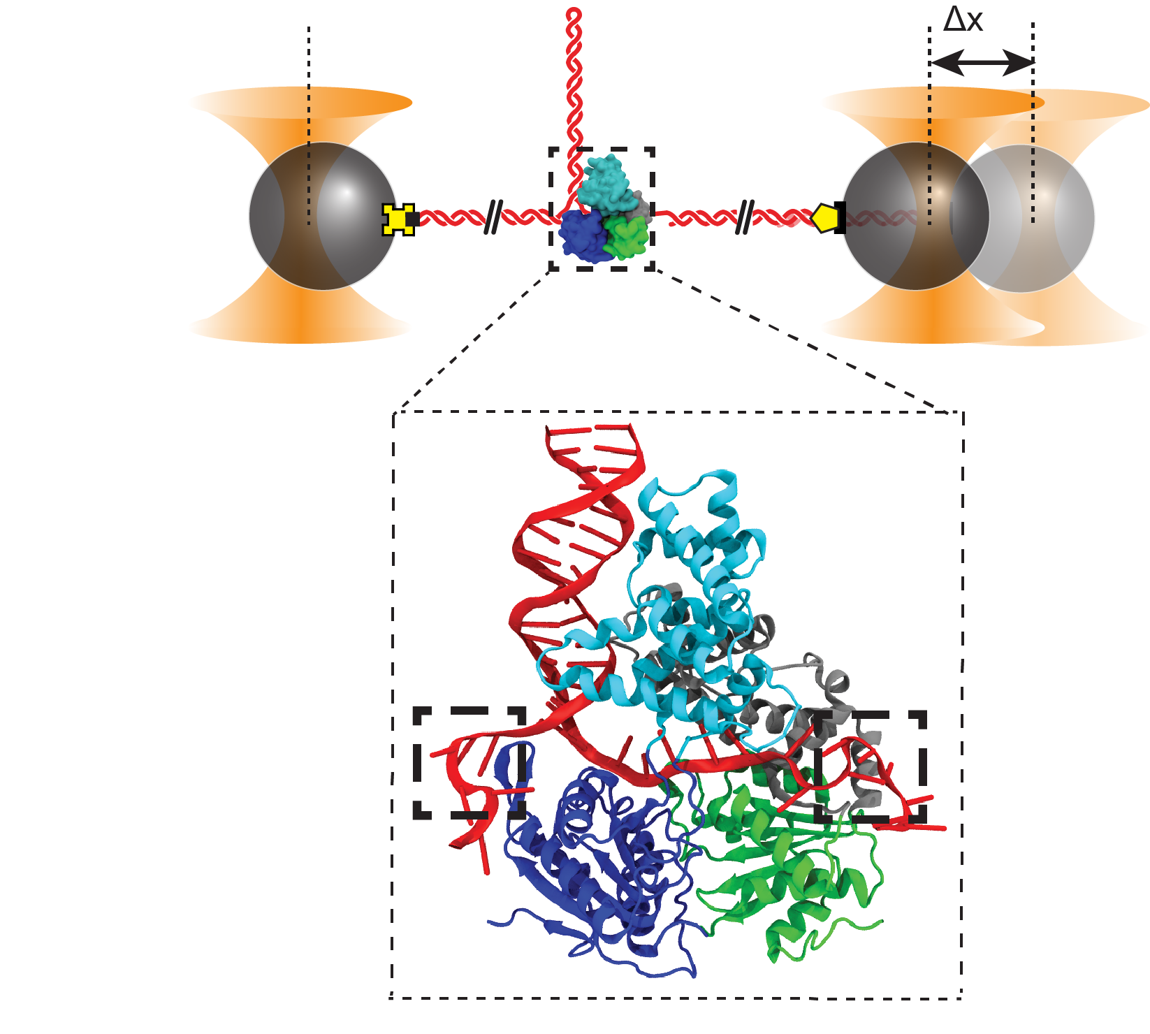 A single DNA hairpin molecule (top)is tethered between two optically trapped beads and held at constant force while a single UvrD helicase unwinds the hairpin. As the helicase unzips the double-stranded (ds) DNA in the hairpin and converts it to single-stranded (ss) DNA, this released ssDNA causes the tether extension to increase. This increase in tether extension is used to calculate the number of base pairs unwound over time. From these data, the fundamental unwinding step size of the helicase is determined.&amp;amp;amp;nbsp;&amp;amp;lt;br&amp;amp;gt;The dashed boxes depict in greater detail (bottom) how UvrD interacts with the ssDNA tails, based on a snapshot of molecular dynamics simulations in this study. The two thicker dashed boxes within the enlarged image show loops formed between the helicase and the ssDNA tails. The release of these loops helps to explain the experimentally determined step size. Image by Sean Carney, modified from Carney &amp;amp;lt;em&amp;amp;gt;et al.&amp;amp;lt;/em&amp;amp;gt;, &amp;amp;lt;em&amp;amp;gt;Nature Communications&amp;amp;lt;/em&amp;amp;gt;, 2021.
